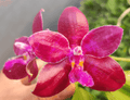 Phalaenopsis lueddemanniana x self