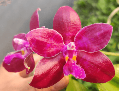 Phalaenopsis lueddemanniana x self