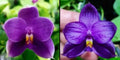 Phalaenopsis (Penang Jewel X (Yaphon Super Jaguar x Samera)) ‘BK’ X Yaphon Blue Bird)