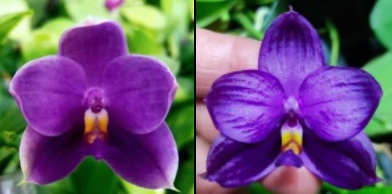 Phalaenopsis (Penang Jewel X (Yaphon Super Jaguar x Samera)) ‘BK’ X Yaphon Blue Bird)