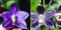 Phalaenopsis ((Jennifer Palermo X Chien Lung Red King) "BK#2" x tetraspis fma. coerulea)