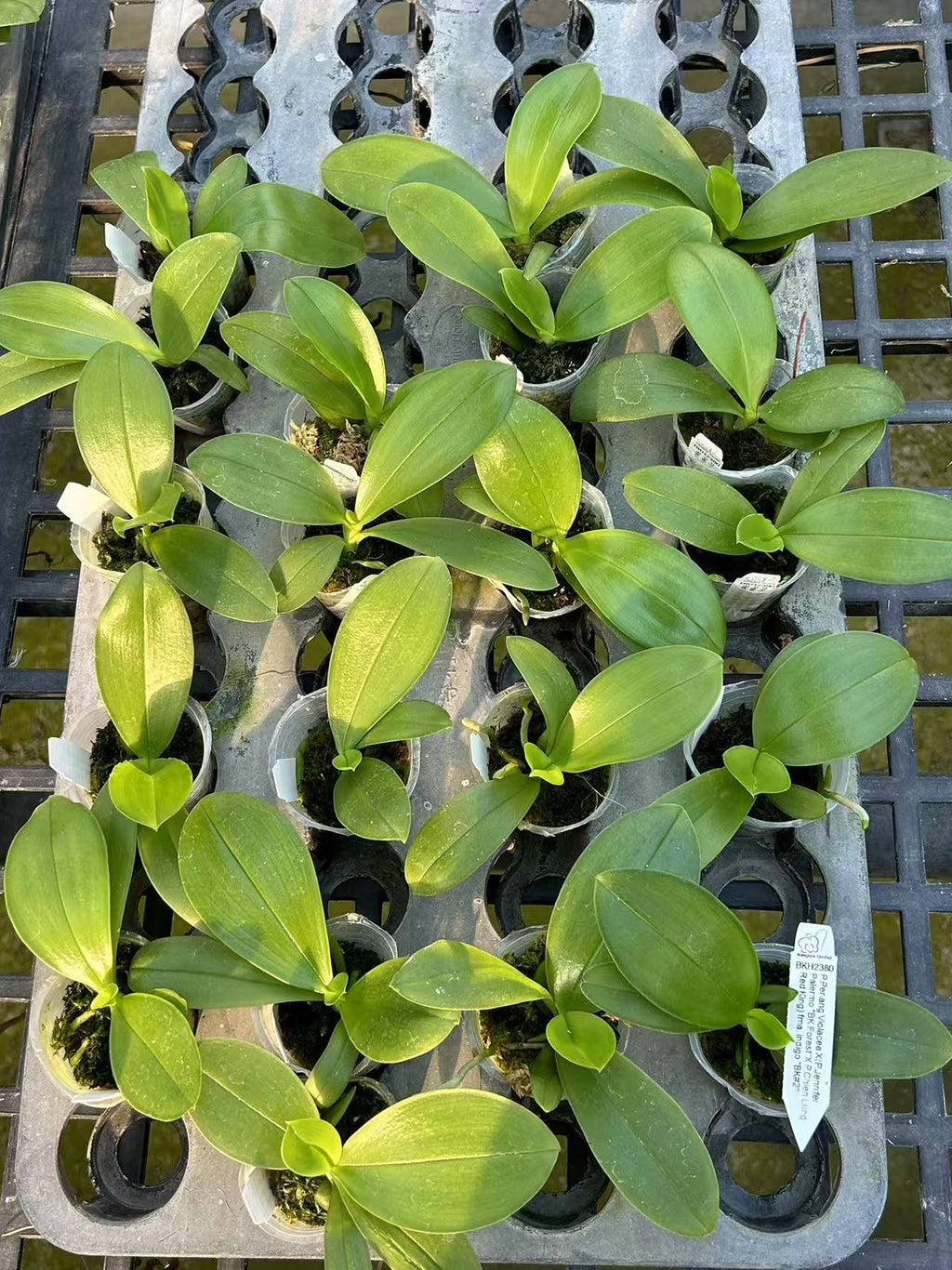 Phalaenopsis ((Jennifer Palermo X Chien Lung Red King) "BK#2" x tetraspis fma. coerulea)