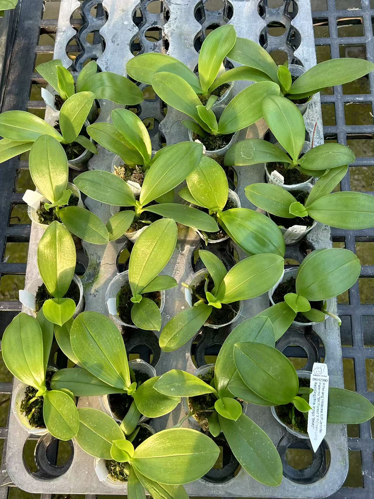 Phalaenopsis ((Jennifer Palermo X Chien Lung Red King) "BK#2" x tetraspis fma. coerulea)