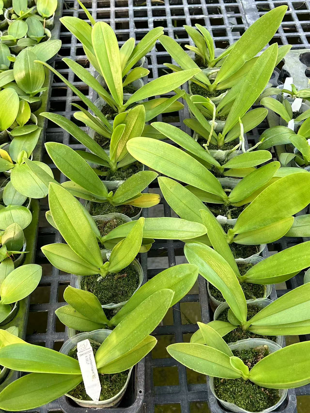 Phalaenopsis lueddemanniana x self
