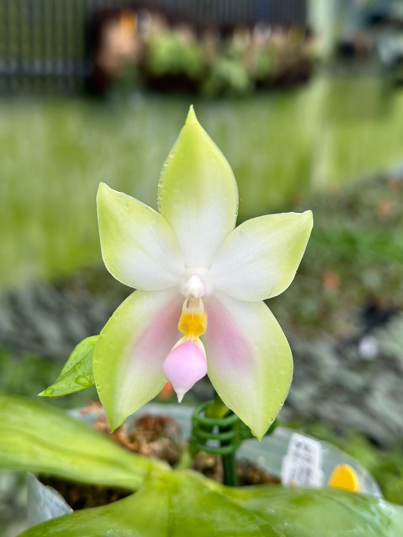 Phalaenopsis bellina 'Pink' x sib