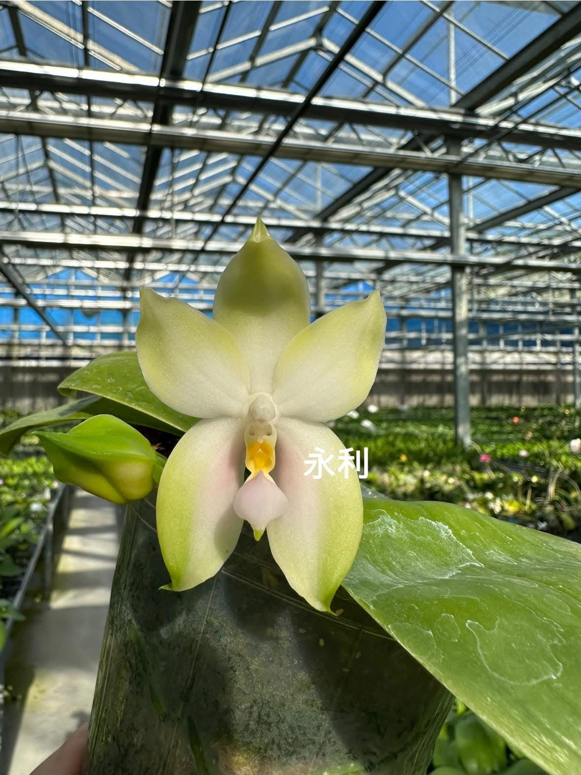 Phalaenopsis bellina 'Pink' x sib