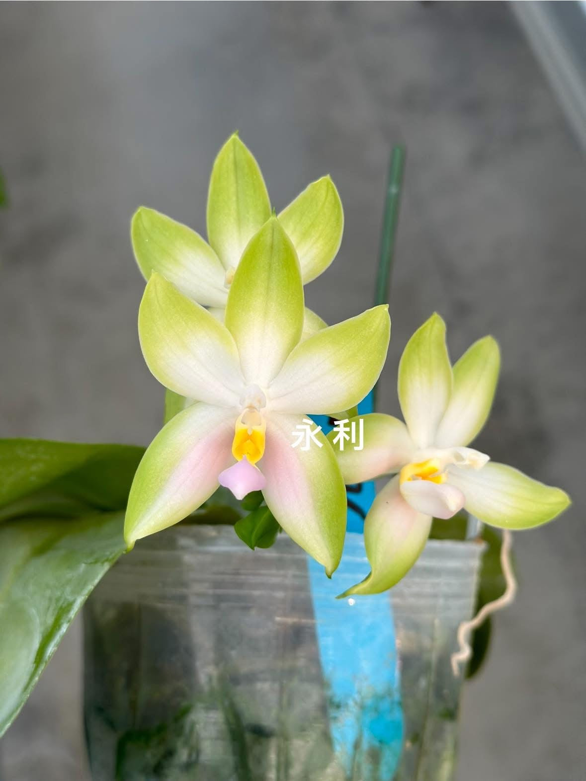 Phalaenopsis bellina 'Pink' x sib