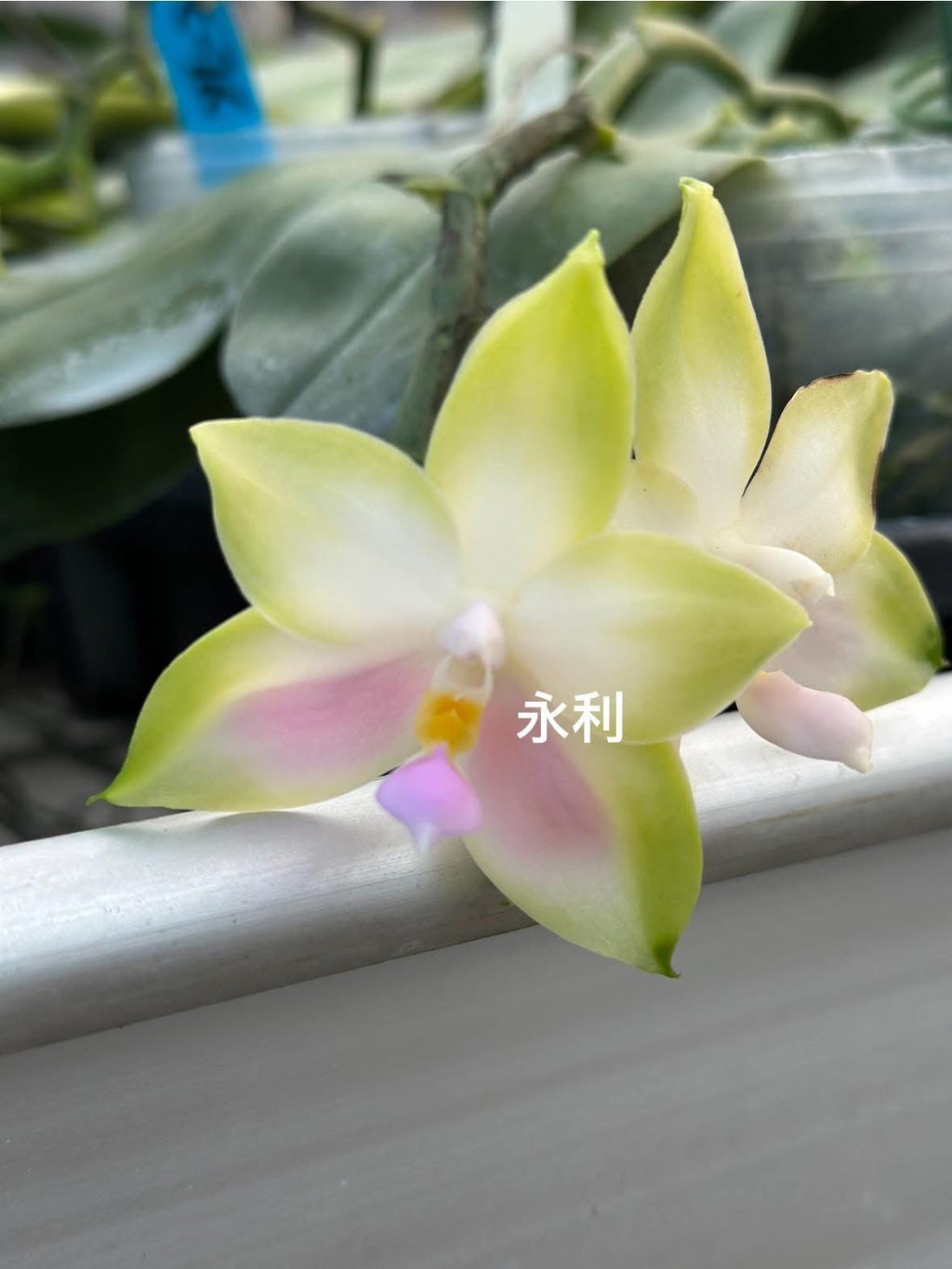 Phalaenopsis bellina 'Pink' x sib