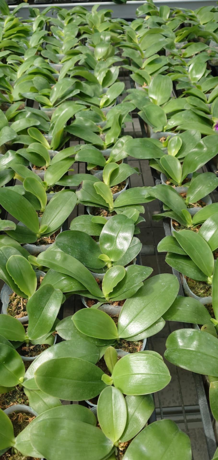 Phalaenopsis bellina 'Pink' x sib