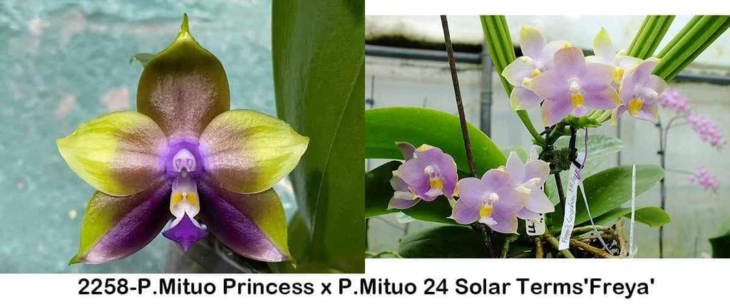 Phalaenopsis Freya’s Blue Dragon variegated