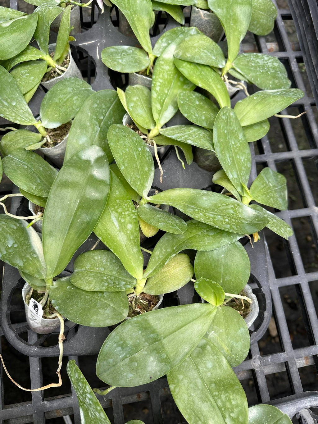 Phalaenopsis (Yang Yang Blue Bellina x Vinh Long Red Sun)