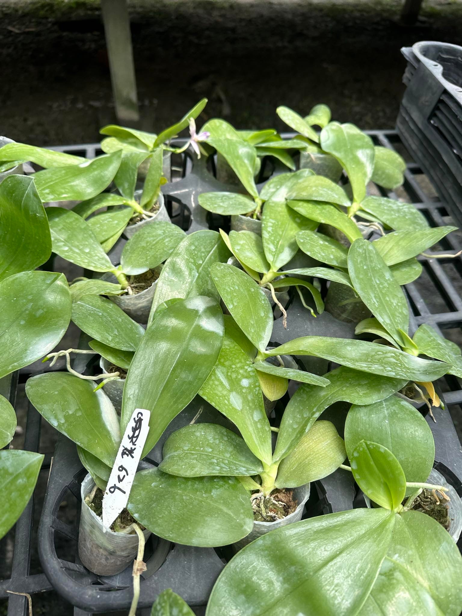 Phalaenopsis (Vinh Long Red Sun x tetraspis)