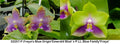 Phalaenopsis (Freya's Blue Origin 'Emerald Blue' x LL Blue Family 'Freya')