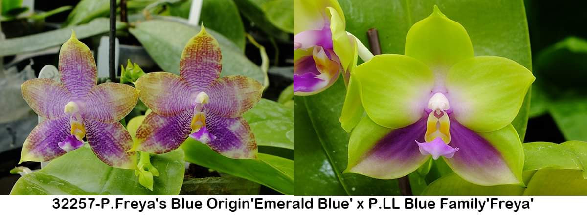 Phalaenopsis (Freya's Blue Origin 'Emerald Blue' x LL Blue Family 'Freya')
