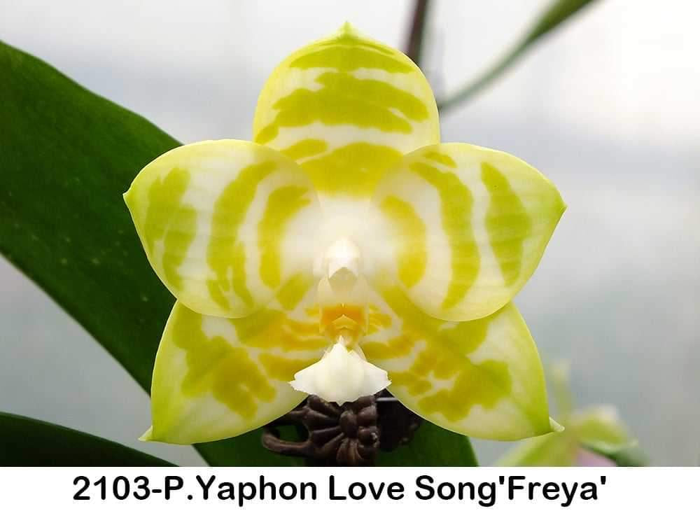 Phalaenopsis Yaphon Love Song 'Freya'