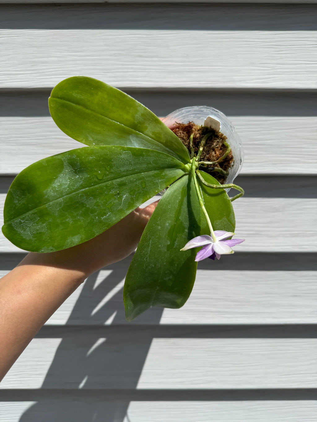 Phalaenopsis (Penang Violence 'Blue' x Germaine Vincent)