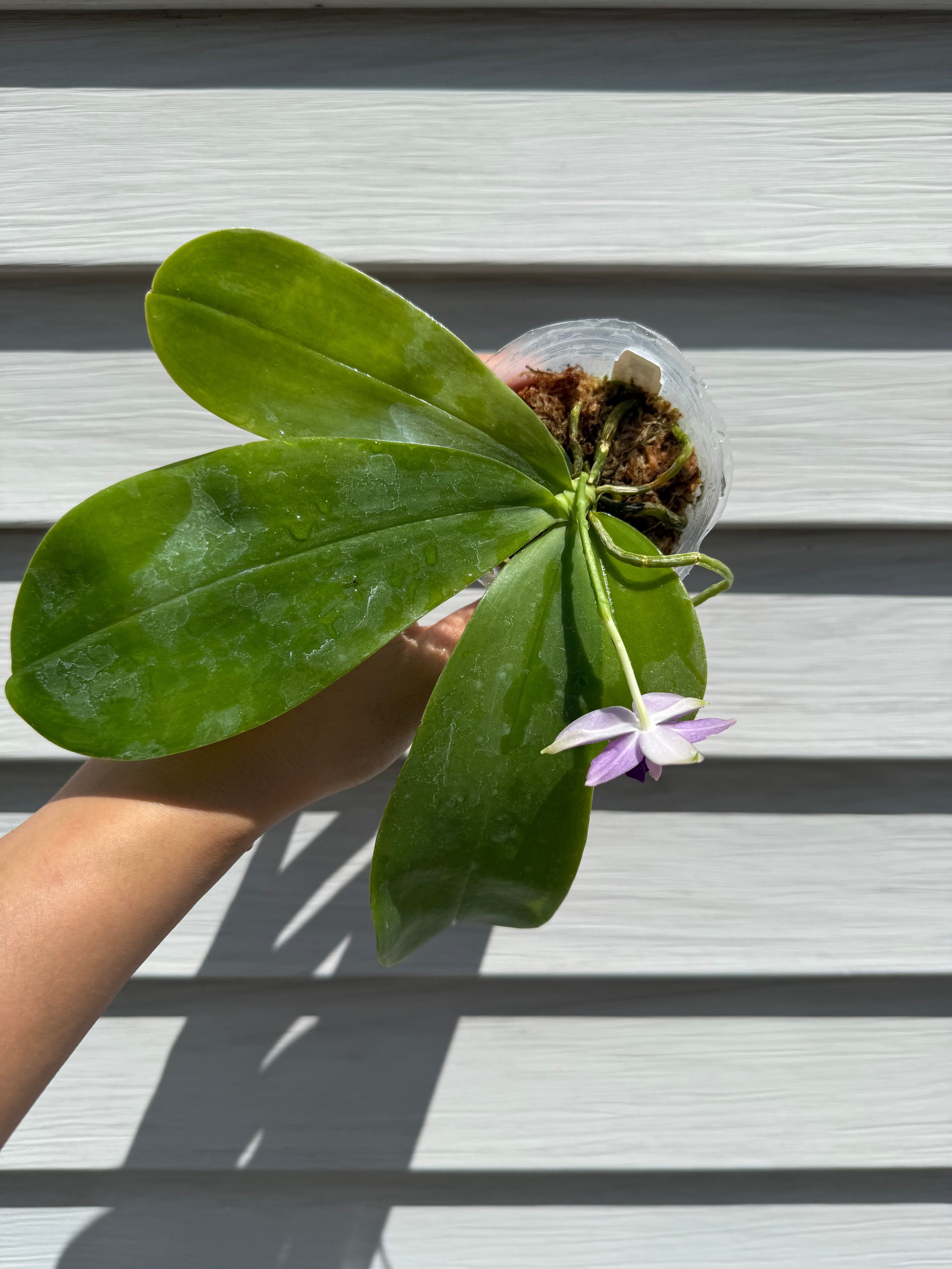 Phalaenopsis (Penang Violence 'Blue' x Germaine Vincent)