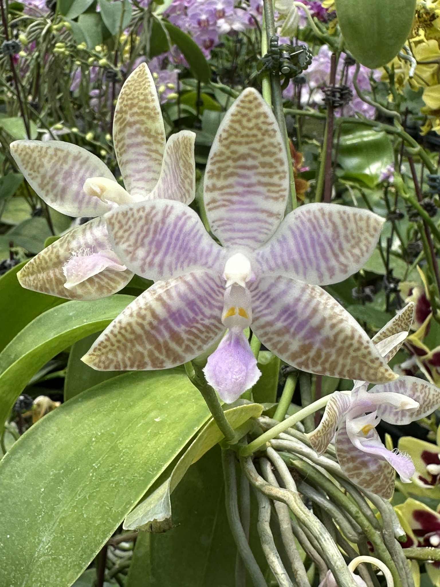 Phalaenopsis lueddemanniana coerulea x sib