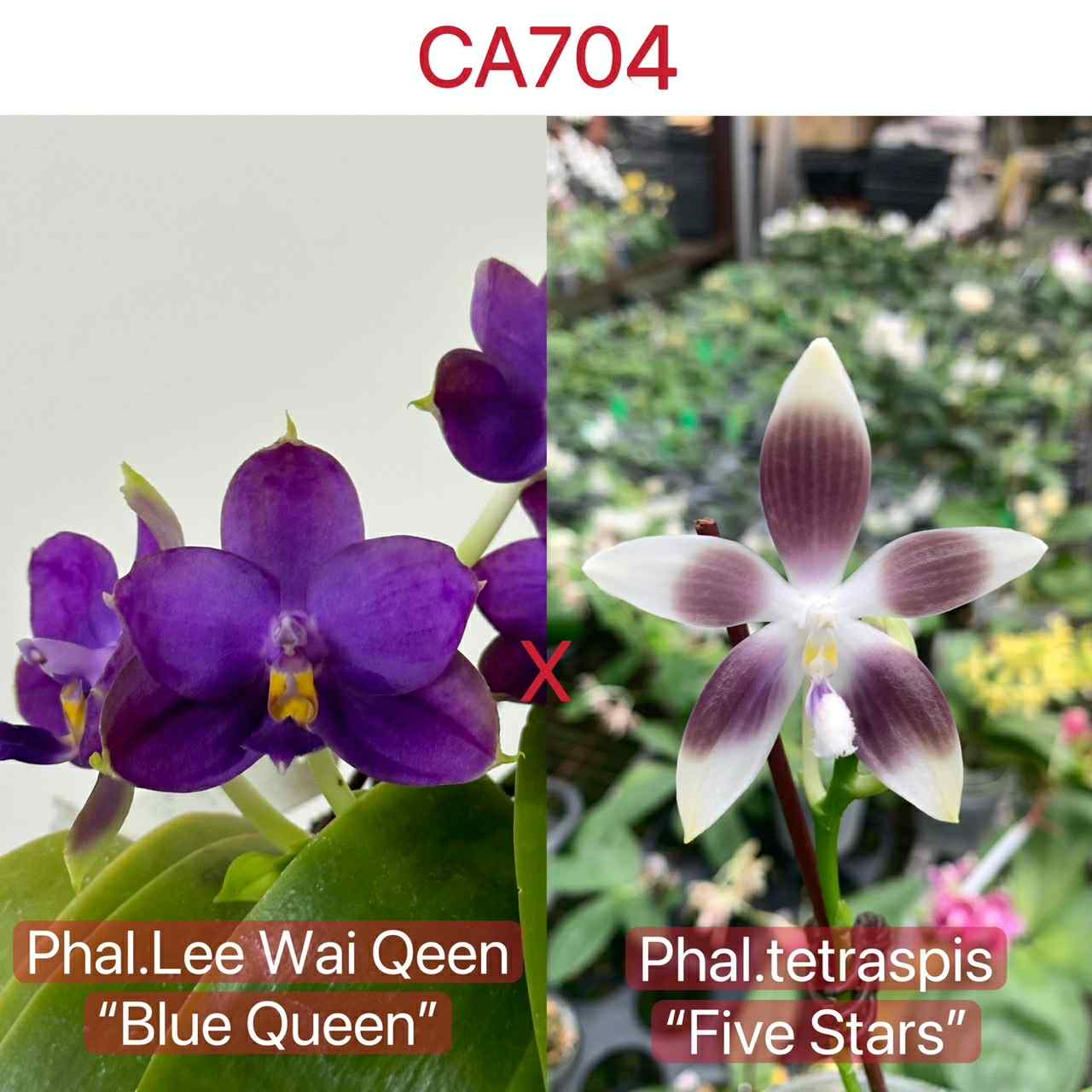 CA704 - Phal. Lee Wai Queen x Phal. tetraspis