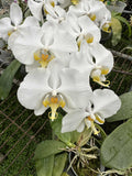 Phalaenopsis amabilis sabah