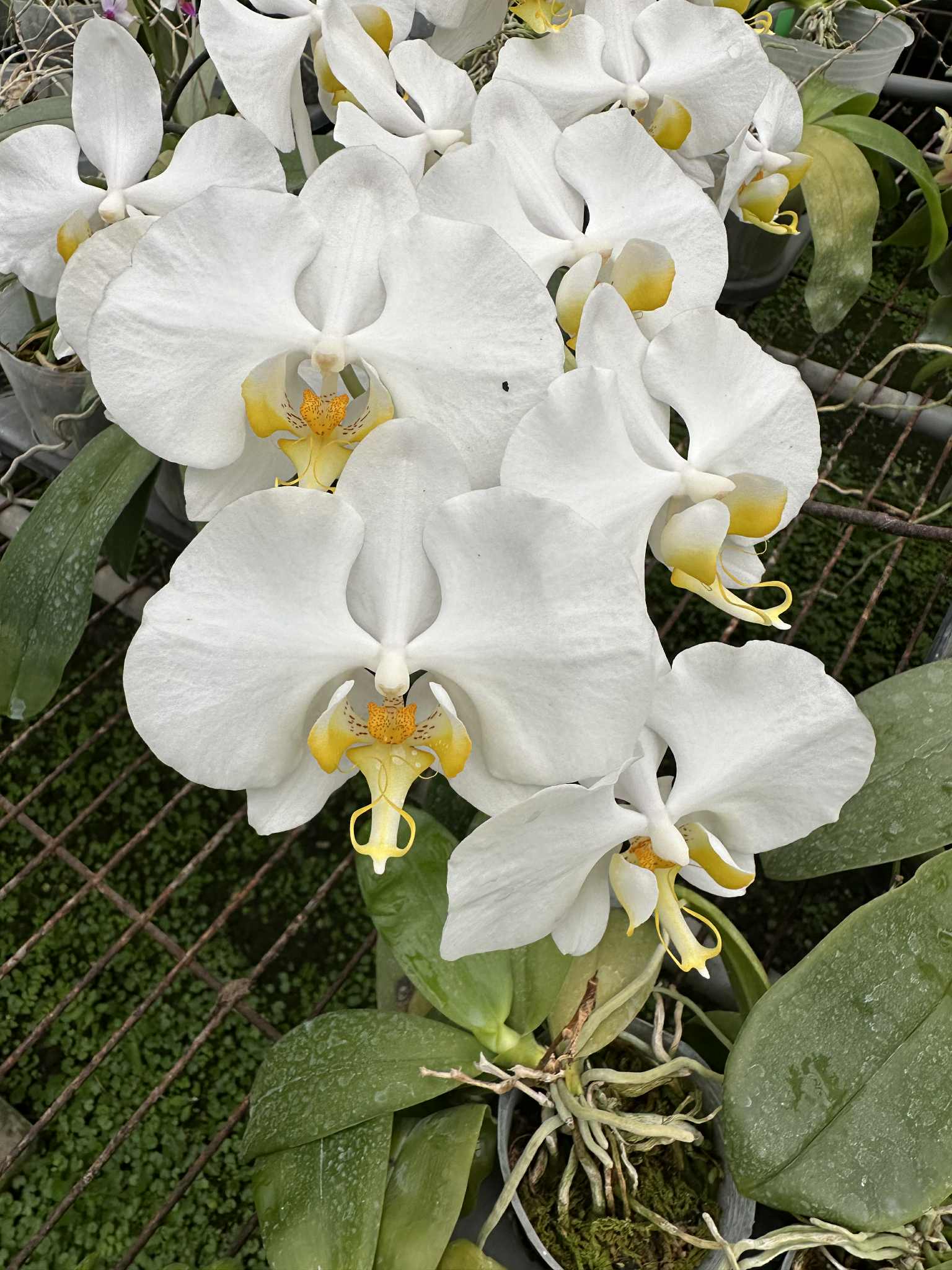 Phalaenopsis amabilis sabah