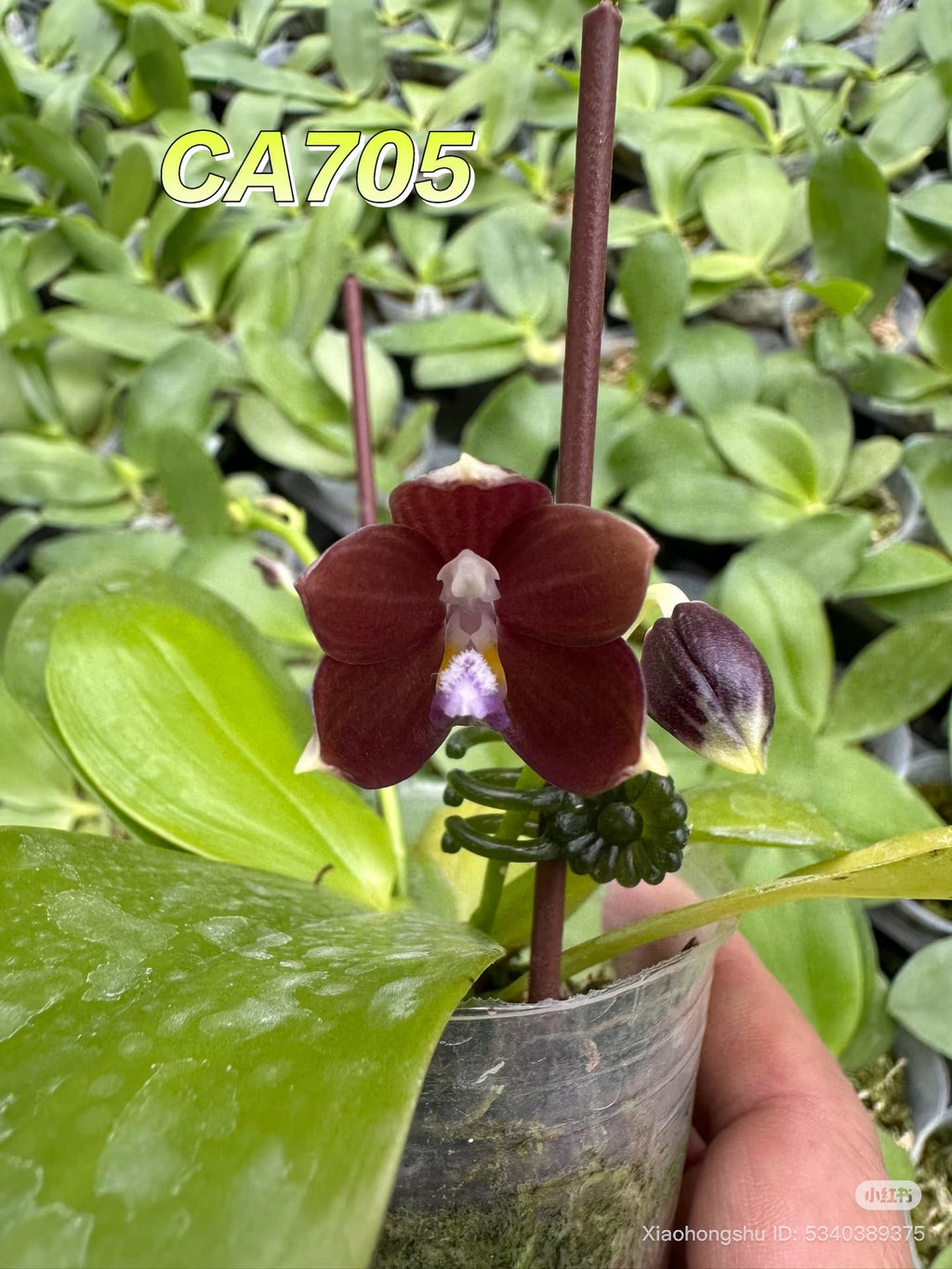 CA705 - Phalaenopsis (Lucien Mugato x tetraspis)