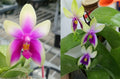 Phalaenopsis bellina ‘Fire Type’ x sib
