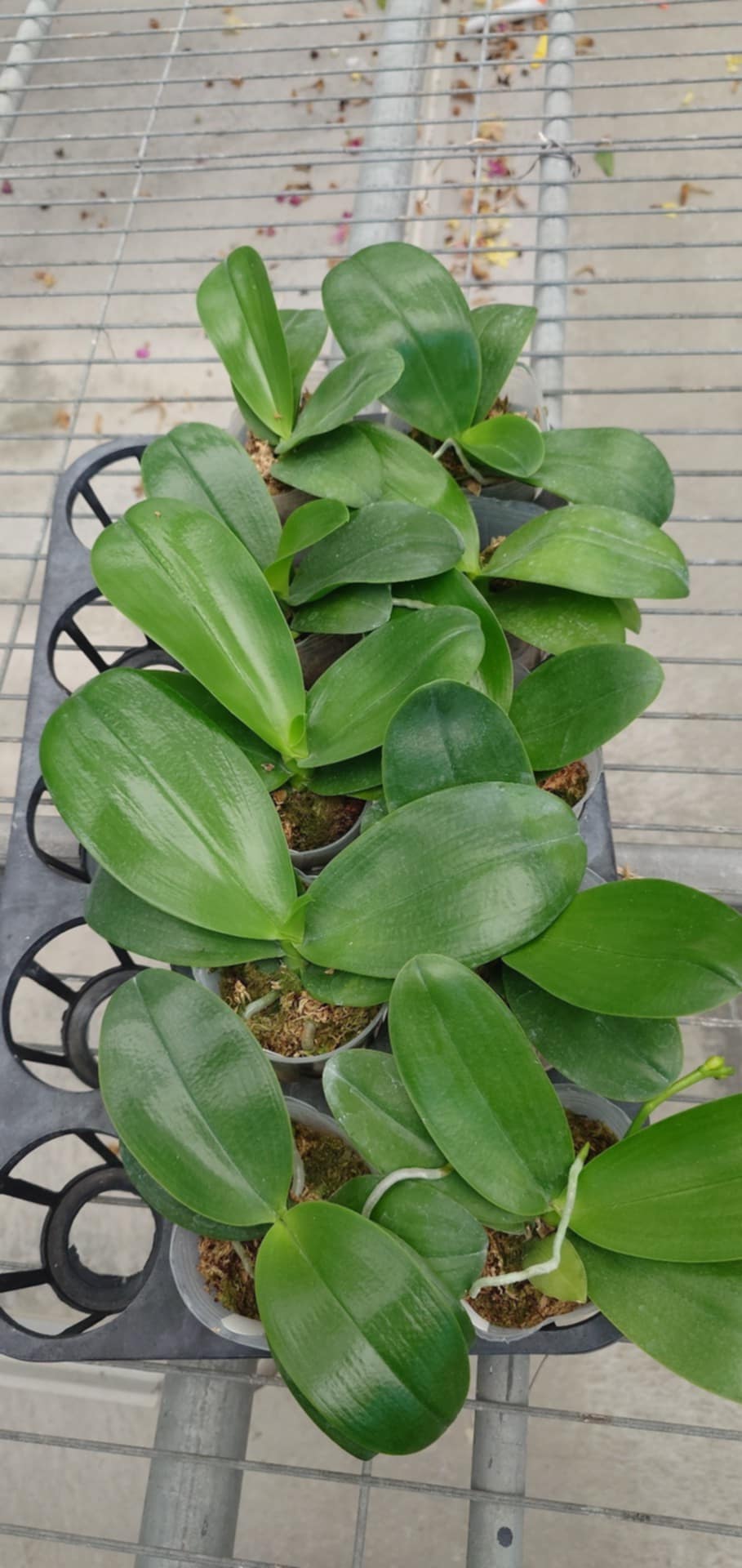 Phalaenopsis (SWR Snowflake X violacea indigo ‘alba’)