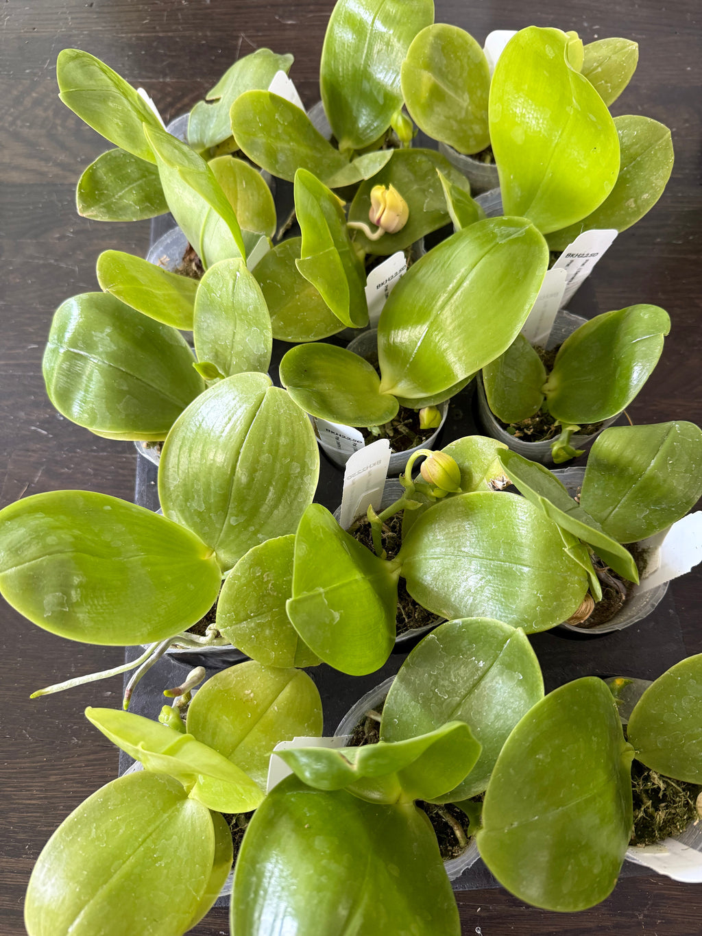 Phalaenopsis BKH2250