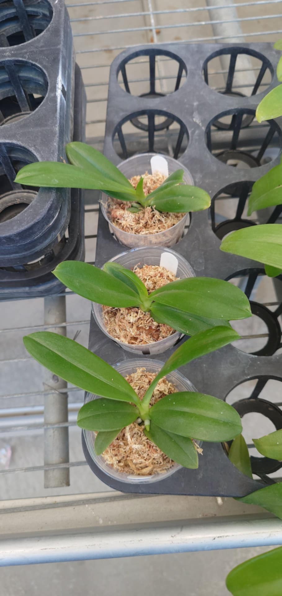 Phalaenopsis pantherina alba 'YL'