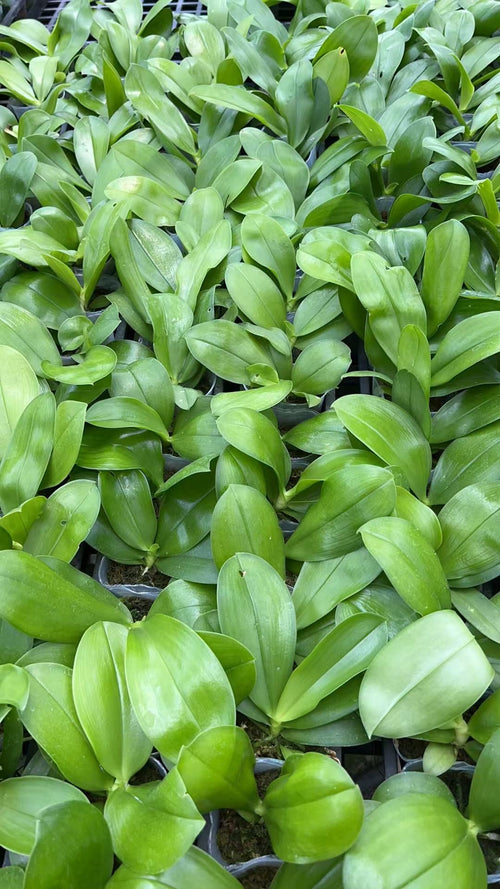 Buy Phalaenopsis Orchid Plants - BKH2361 Seedling from Bangkok Orchids