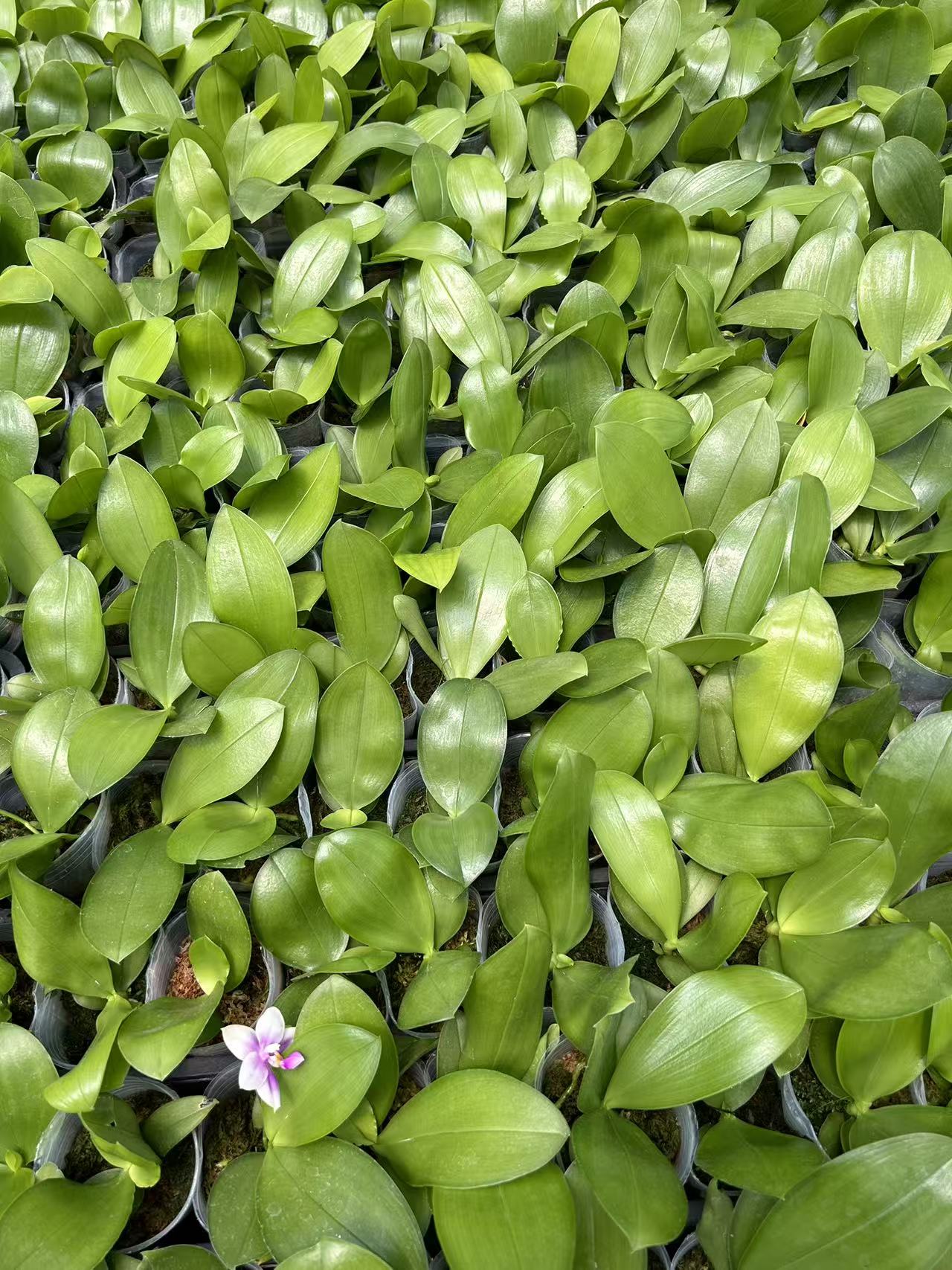 Phalaenopsis Orchid Seedling from Bangkok: Penang Violecea Parentage