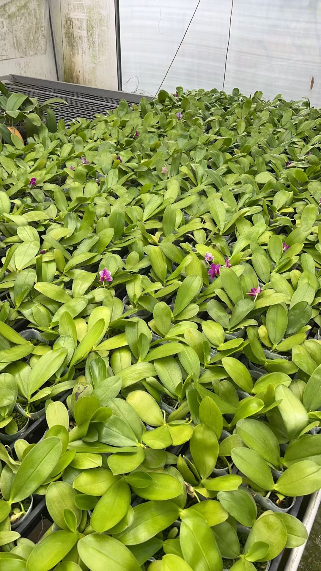 Bangkok Orchid Seedling: Phalaenopsis Hybrid from Bangkok Orchids