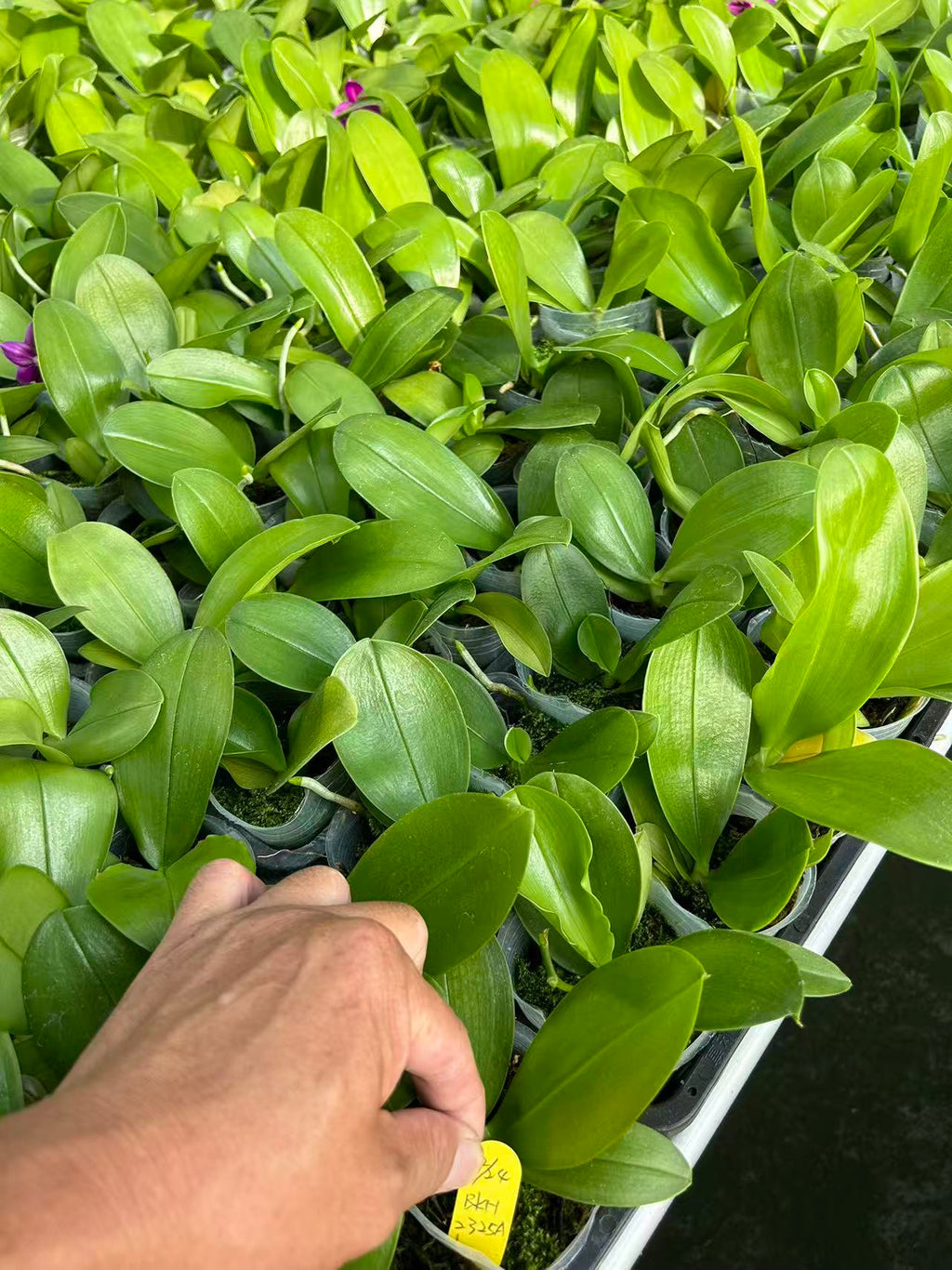 Phalaenopsis Orchid Seedlings from Bangkok Orchids - BK#4 & BK#2