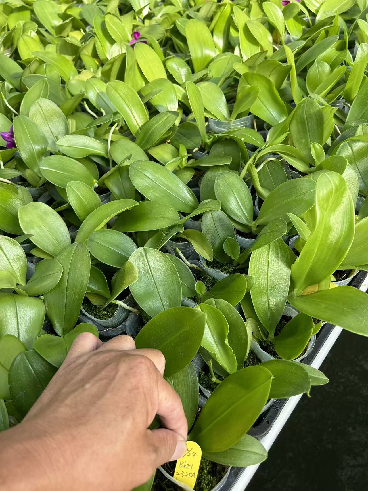 Phalaenopsis Orchid Seedlings from Bangkok Orchids - BK#4 & BK#2