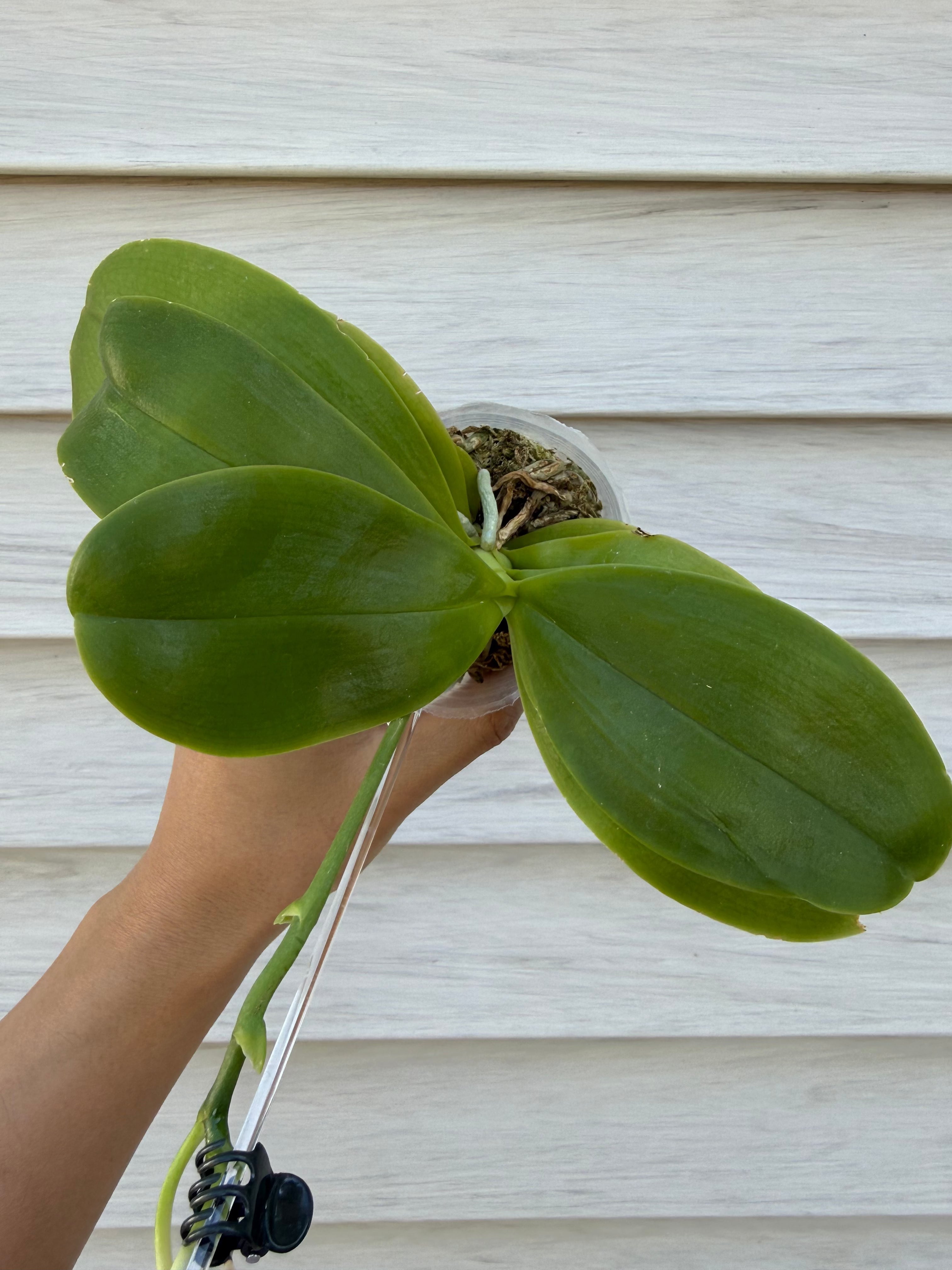 Phalaenopsis (Penang Jewel X (Yaphon Super Jaguar X Samera)) x Yaphon Blue Bird)