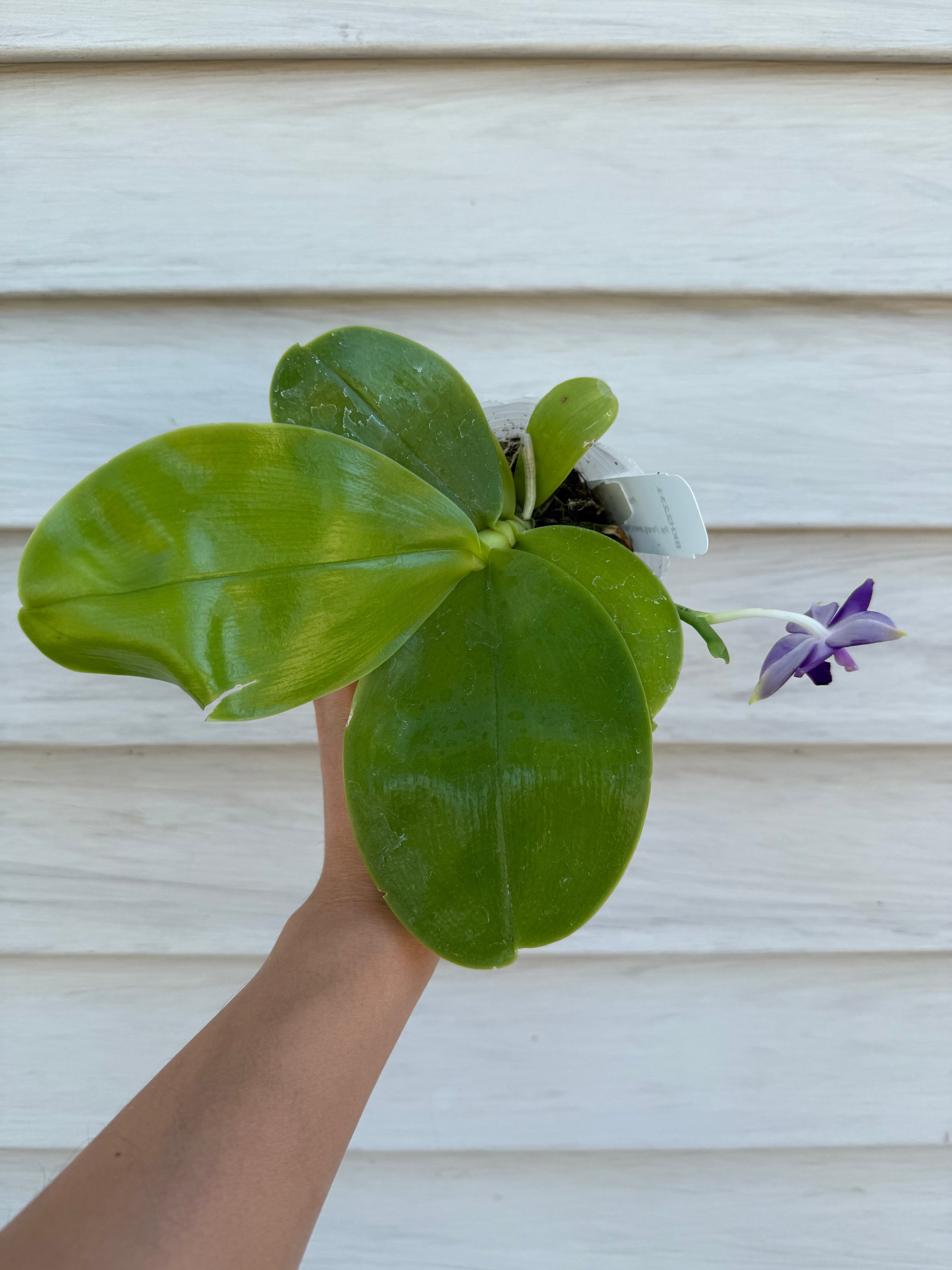 Phalaenopsis BKH2231