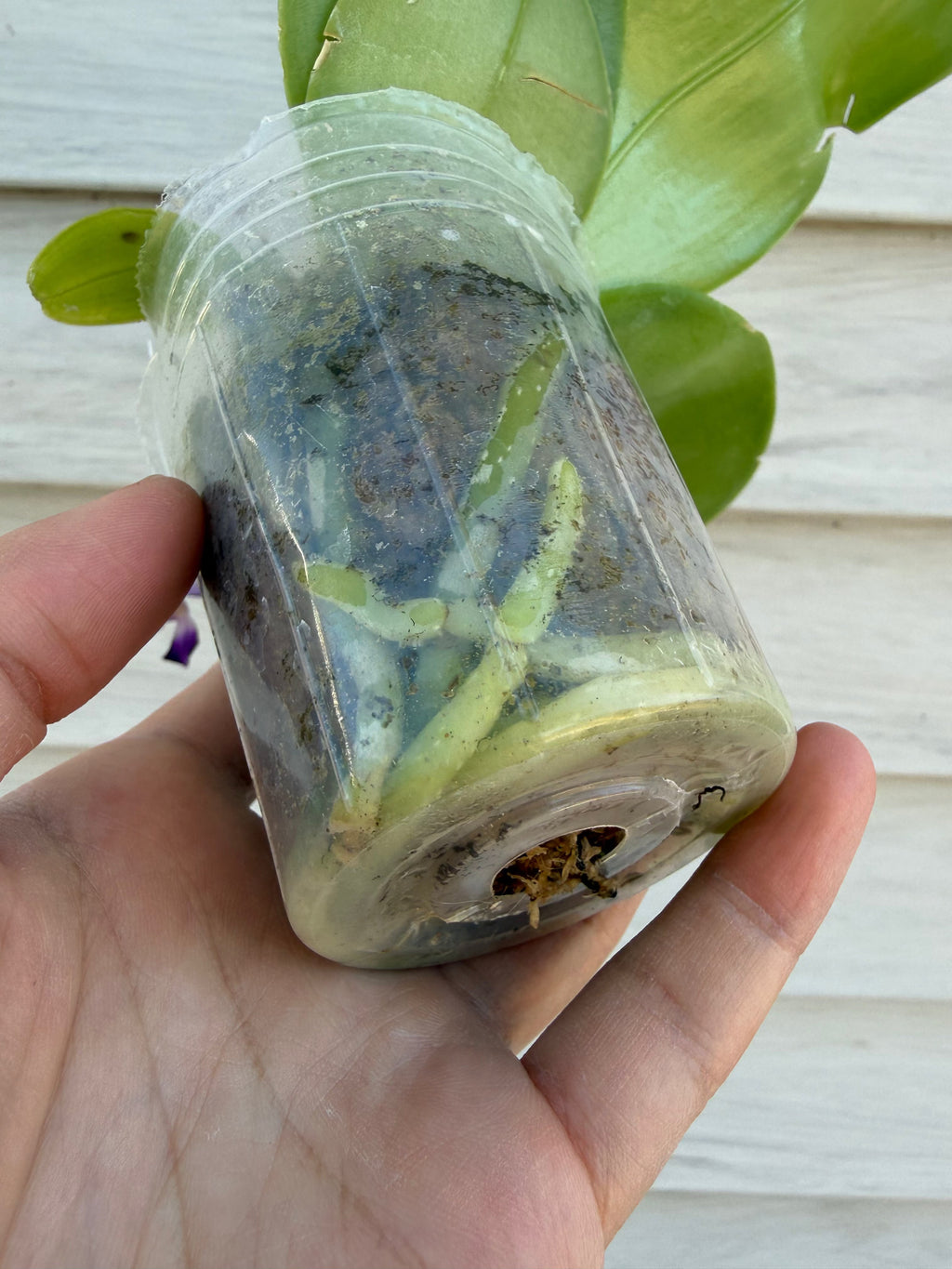 Phalaenopsis BKH2231