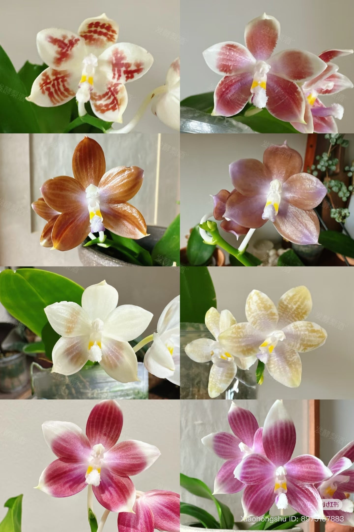 CA705 - Phalaenopsis (Lucien Mugato x tetraspis)