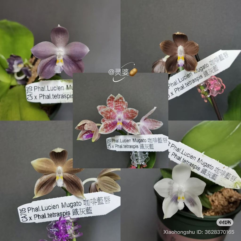 CA705 - Phalaenopsis (Lucien Mugato x tetraspis)