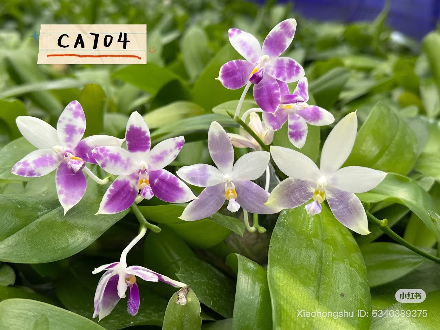 CA704 - Phal. Lee Wai Queen x Phal. tetraspis