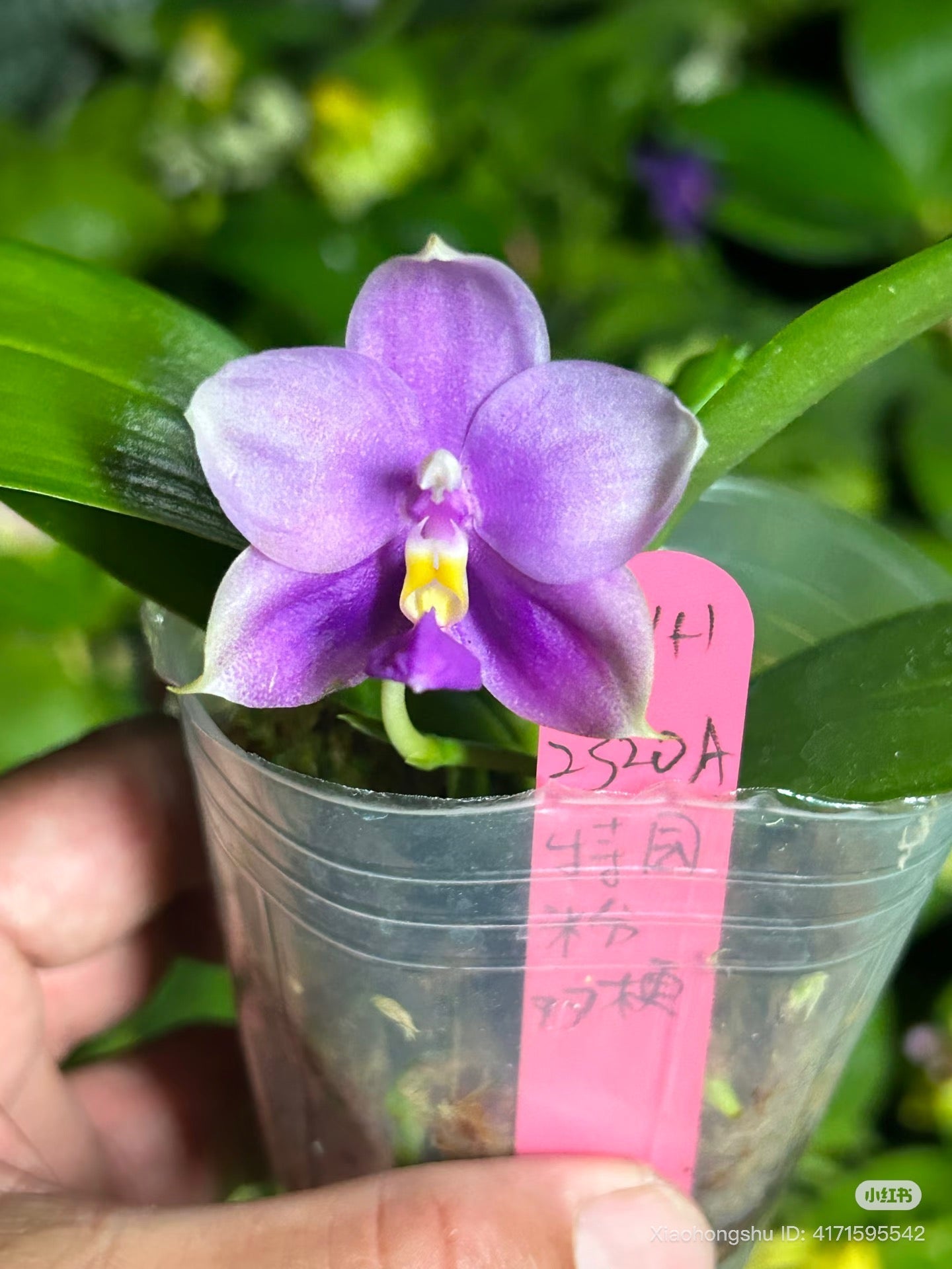 Phalaenopsis Orchid Seedling from Bangkok: Penang Violecea Parentage