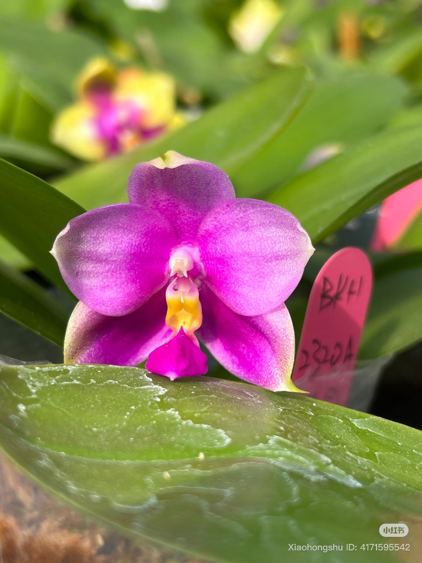 Phalaenopsis Orchid Seedling from Bangkok: Penang Violecea Parentage