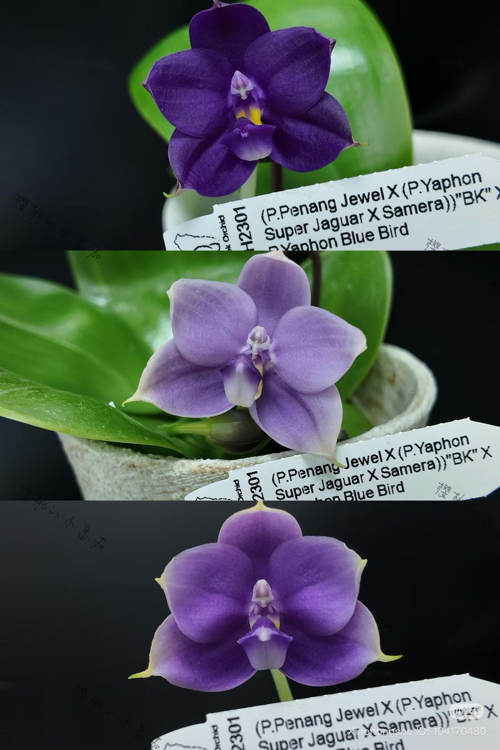 Phalaenopsis (Penang Jewel X (Yaphon Super Jaguar x Samera)) ‘BK’ X Yaphon Blue Bird)