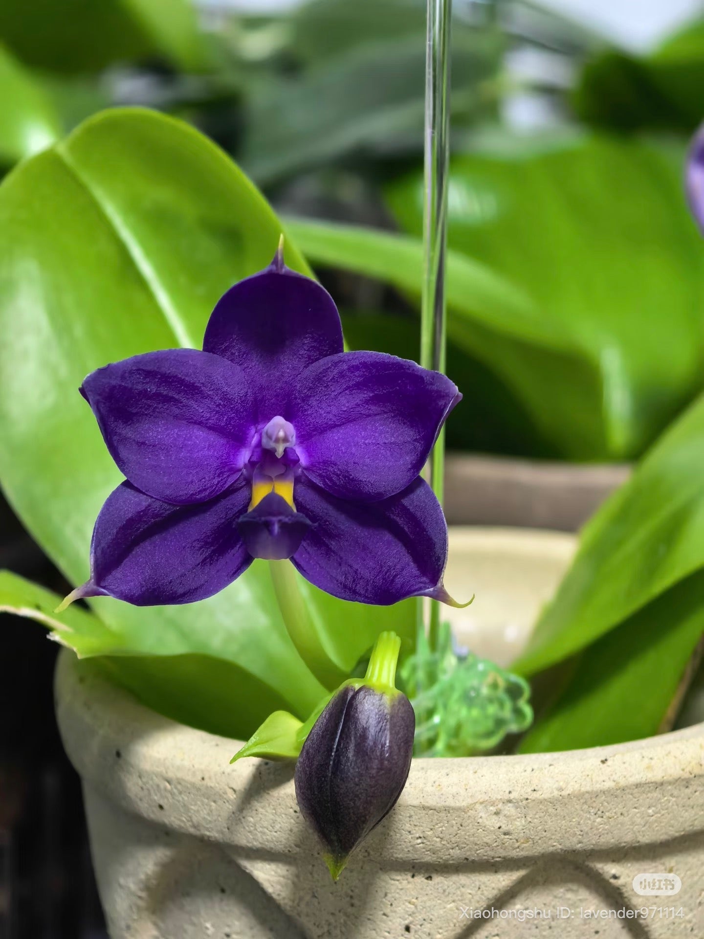 Phalaenopsis (Penang Jewel X (Yaphon Super Jaguar x Samera)) ‘BK’ X Yaphon Blue Bird)