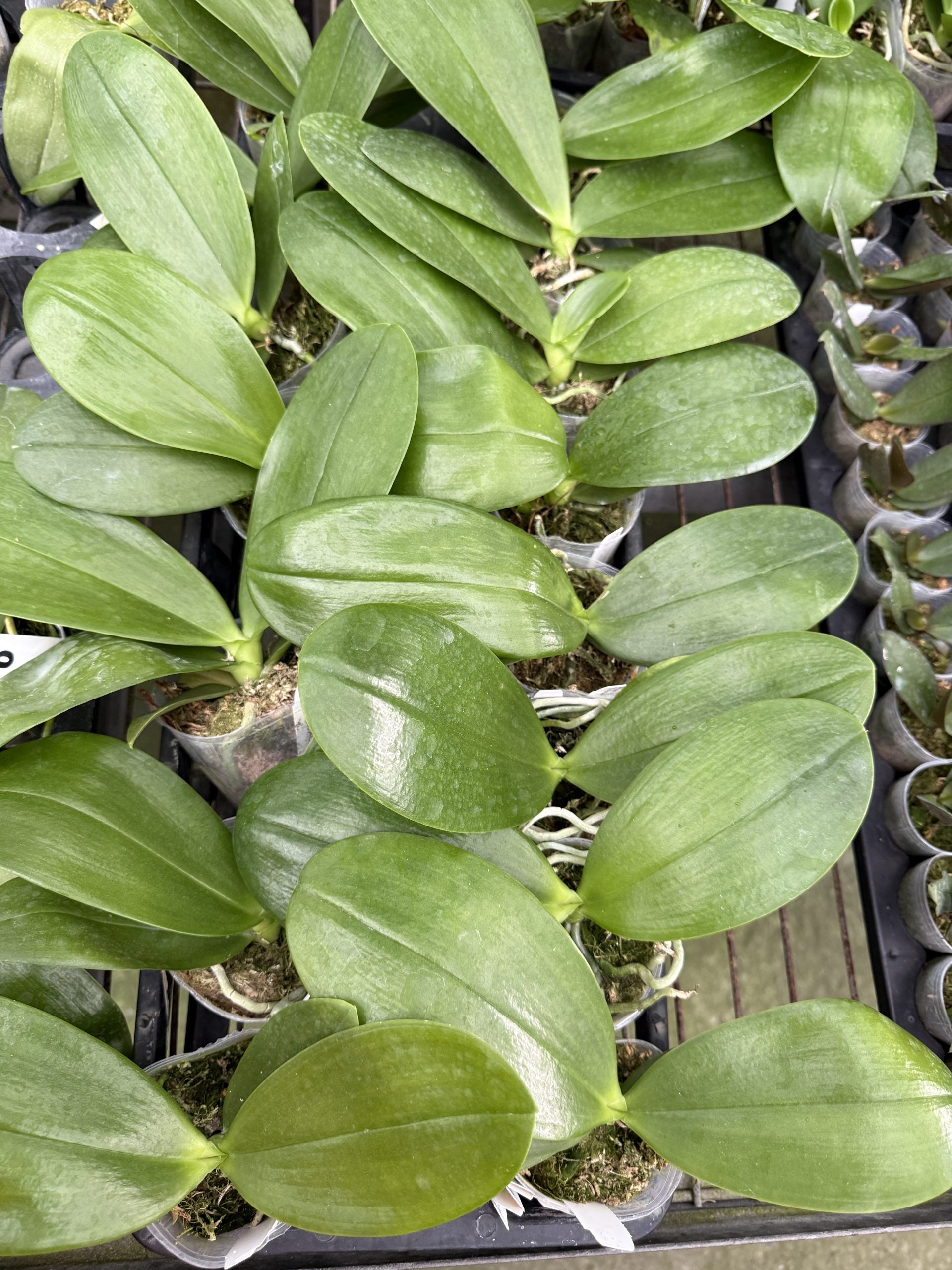 Phalaenopsis Tristar Snow Princess ‘Tristar’ AM/AOS