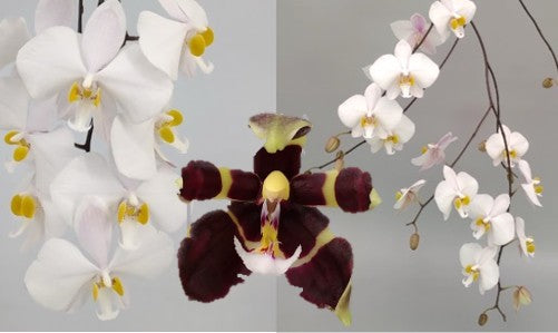 Phalaenopsis (philippinensis x mannii var. black)