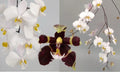 Phalaenopsis (philippinensis x mannii var. black)