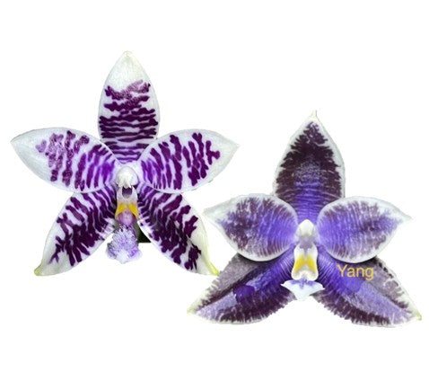Phalaenopsis (Mainshow Blue Sparrow x LL Blue Leopard)