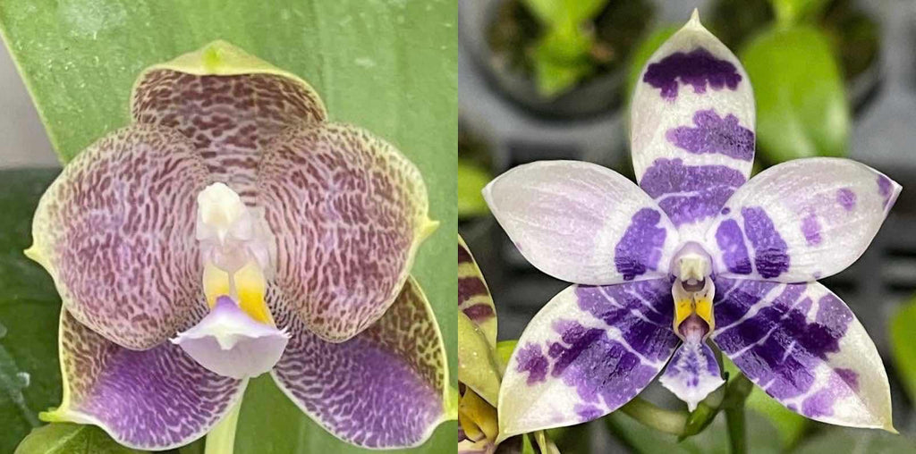 Phalaenopsis (Yang’s Double Diamond x LL Blue Magpie)